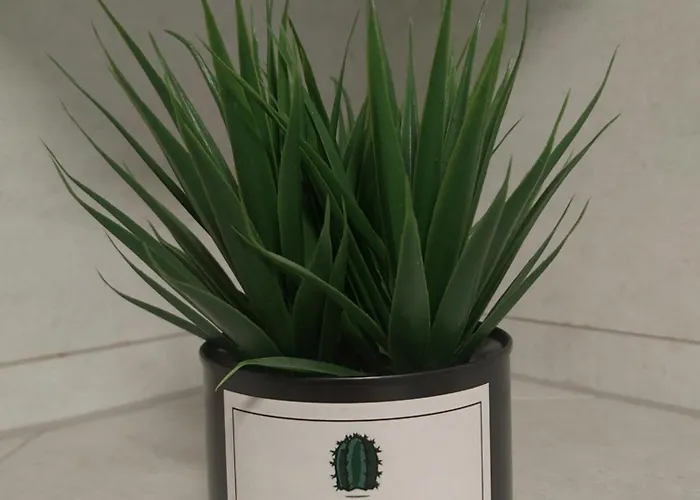 Apartment Bob
